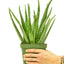 Aloe Vera, MD