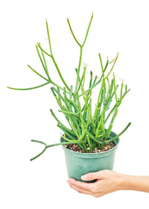 Euphorbia Tirucalli (Pencil Cactus), MD