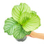 Orbifolia Calathea, MD