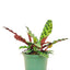 Calathea 'Rattlesnake', MD