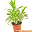 Dracaena 'Song of India', Medium