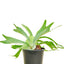 Staghorn Fern, MD