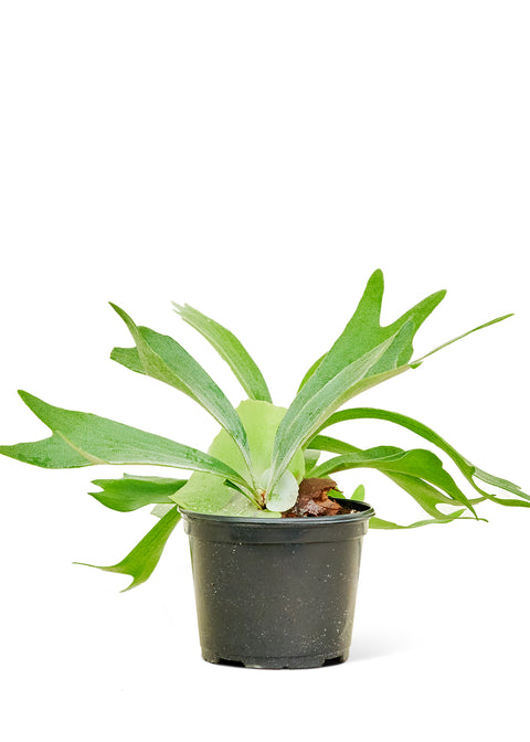 Staghorn Fern, MD