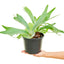 Staghorn Fern, MD