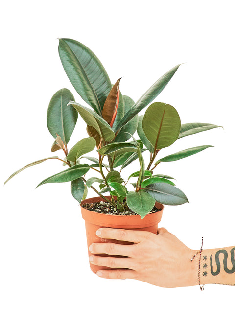 Ficus 'Burgundy' (Rubber Tree), MD