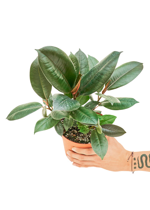 Ficus 'Burgundy' (Rubber Tree), MD