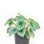 Watermelon Peperomia, MD