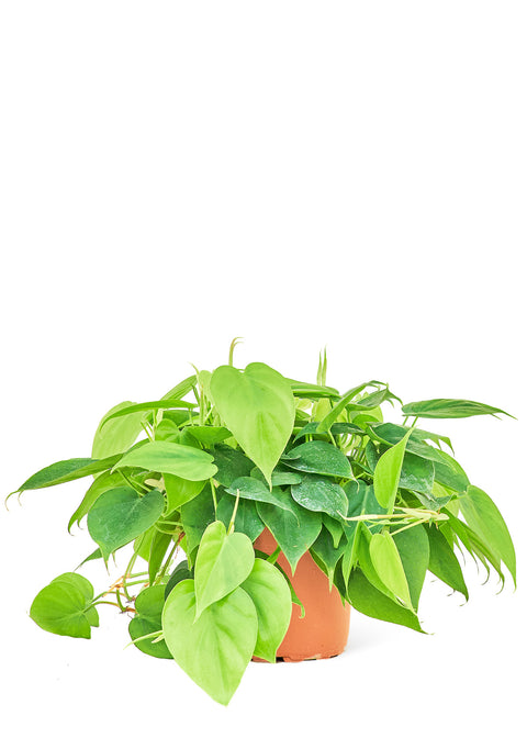 Heart Leaf Philodendron (Philodendron Cordatum), MD