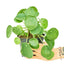 Chinese Money Plant (Pilea Peperomioides), MD