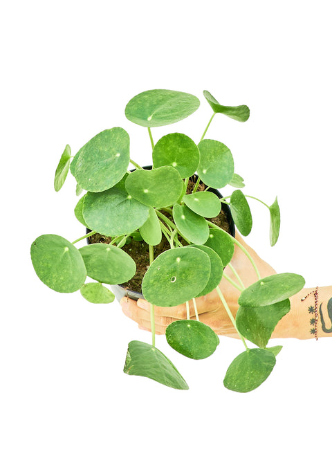 Chinese Money Plant (Pilea Peperomioides), MD