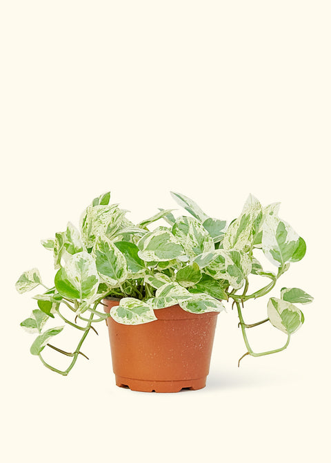 Pothos 'Pearls and Jade', MD