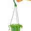 String of Pearls, MD