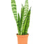 Snake Plant 'Zeylanica', MD