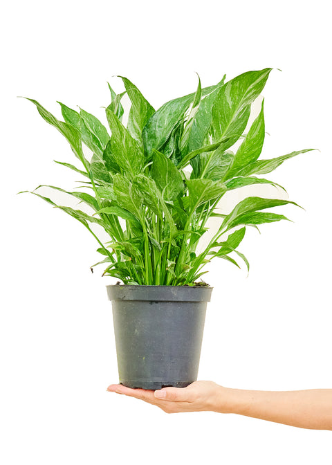 Peace Lily 'Domino', MD