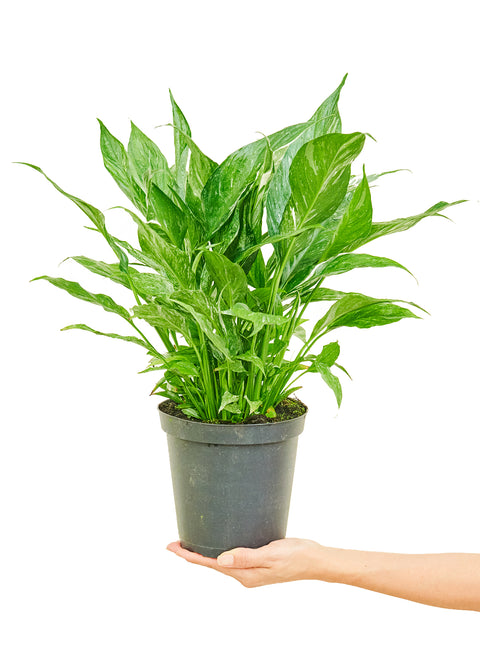 Peace Lily 'Domino', MD