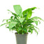 Peace Lily, MD