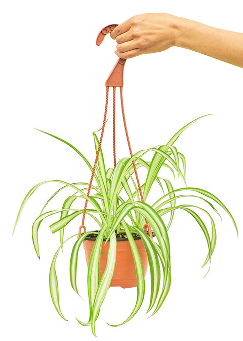 Spider Plant, MD