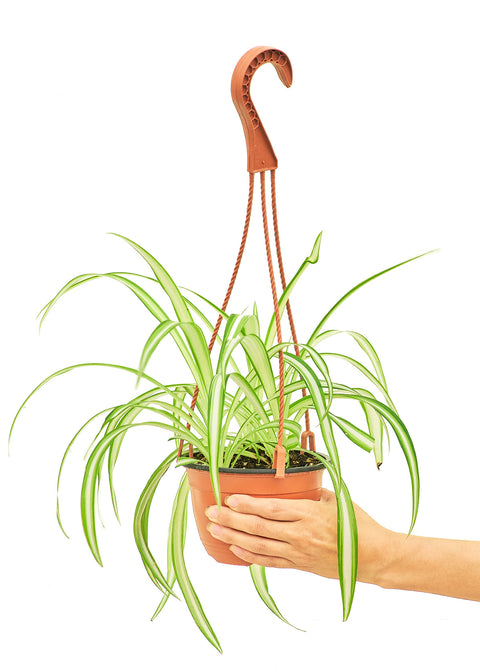 Spider Plant, MD