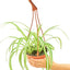 Spider Plant, MD