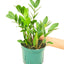 ZZ Plant, MD
