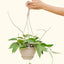 Hoya 'Macrophylla', Hanging