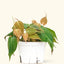 Philodendron 'Micans' (Velvet Leaf), MD