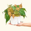Philodendron 'Micans' (Velvet Leaf), MD
