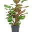 Makoyana 'Peacock' Calathea, LG