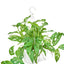 Monstera Adansonii (Swiss Cheese Vine), LG