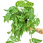 Monstera Adansonii (Swiss Cheese Vine), LG