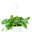 Golden Pothos, LG