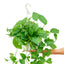 Pothos 'Jade', LG