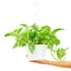 Pothos 'Marble Queen', LG