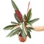 Stromanthe 'Triostar', LG