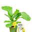 Rooted Super Sticky Gnat Traps
