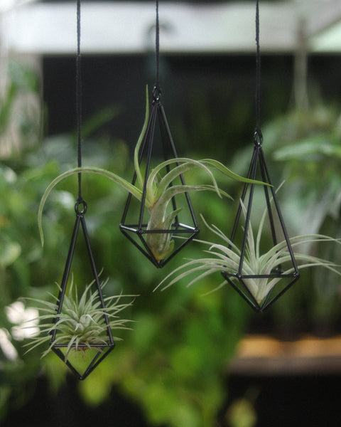 Hanging Air Plant Pendent